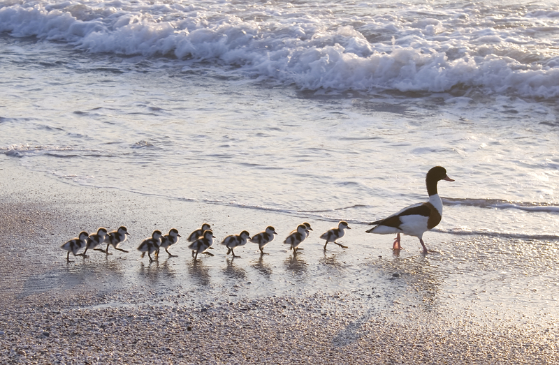 Get all your ducks in a row so you file on time!